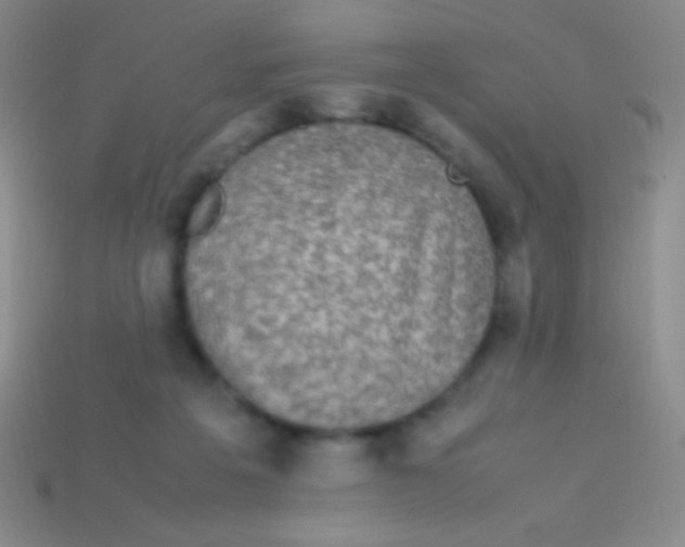 X0000113600217200910161913