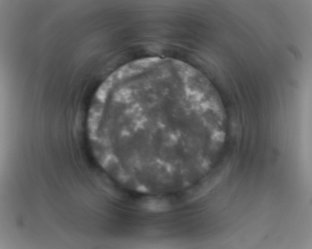 X0000113600275200910161913