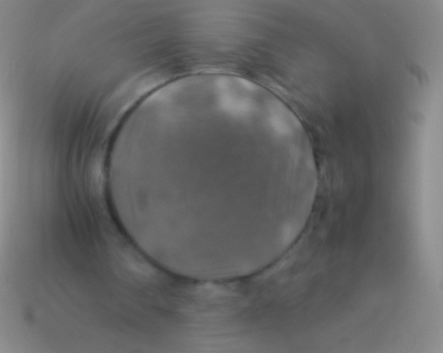 X0000113600290200910161912