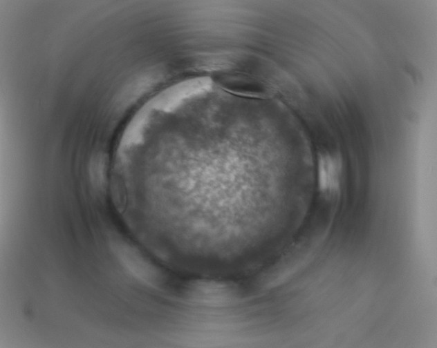 X0000113600300200910161912