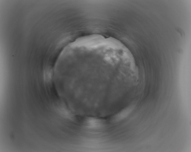 X0000113600336200910161911