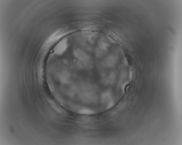 X0000113600339200910161911