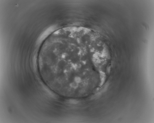 X0000113600341200910161911