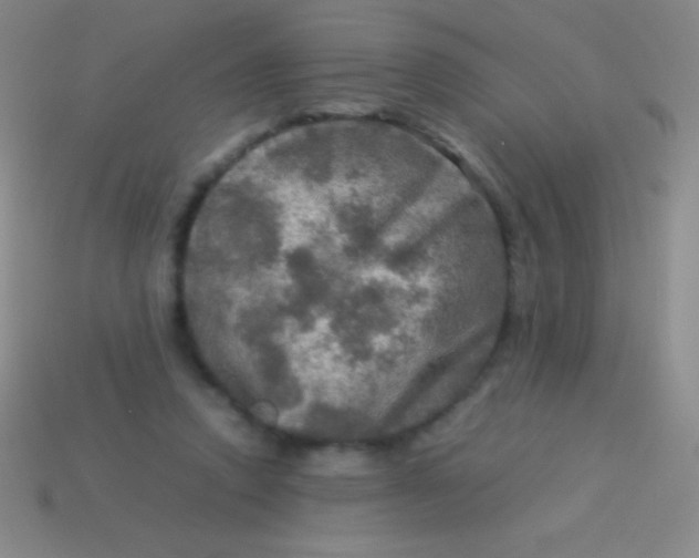 X0000113600354200910161911