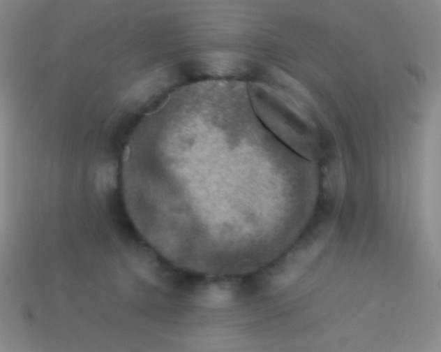 X0000113600368200910161911