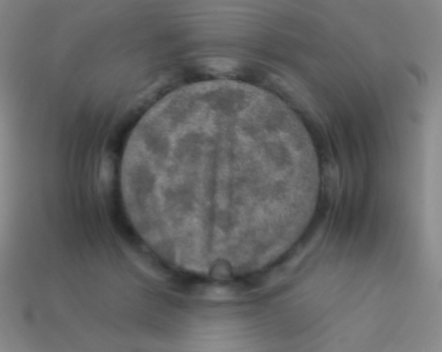 X0000113600412200910161910