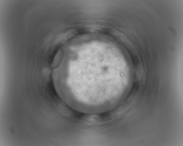 X0000113600427200910161910