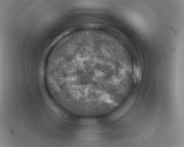 X0000113600435200910161909