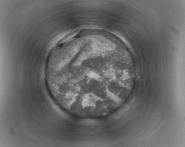 X0000113600437200910161909