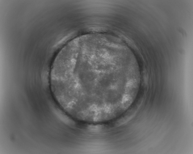 X0000113600450200910161909