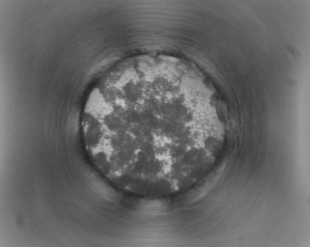 X0000113600454200910161909