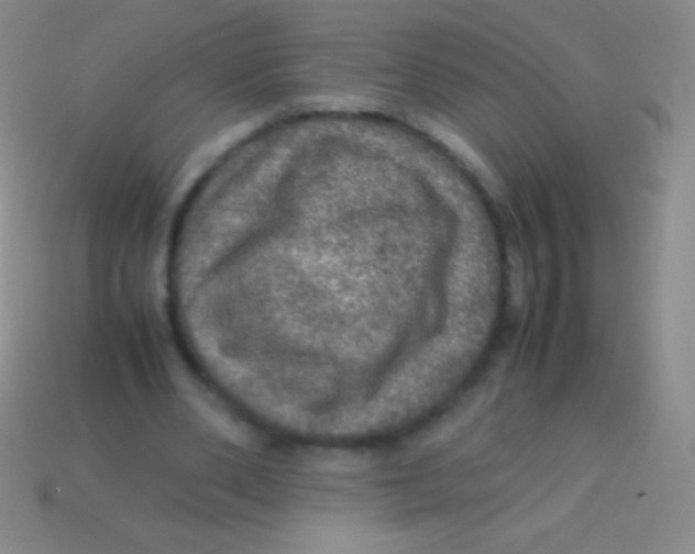 X0000113600486200910161909