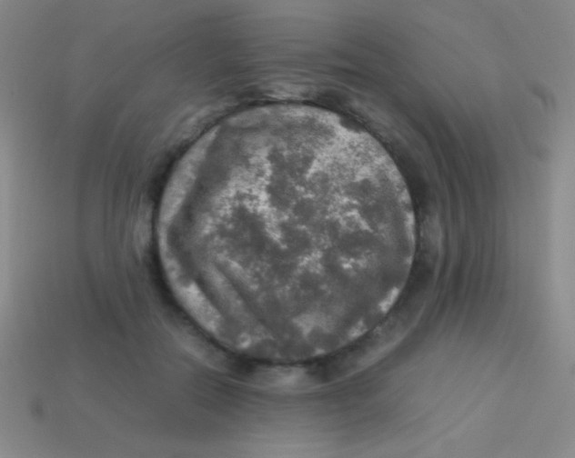 X0000113600554200910161908