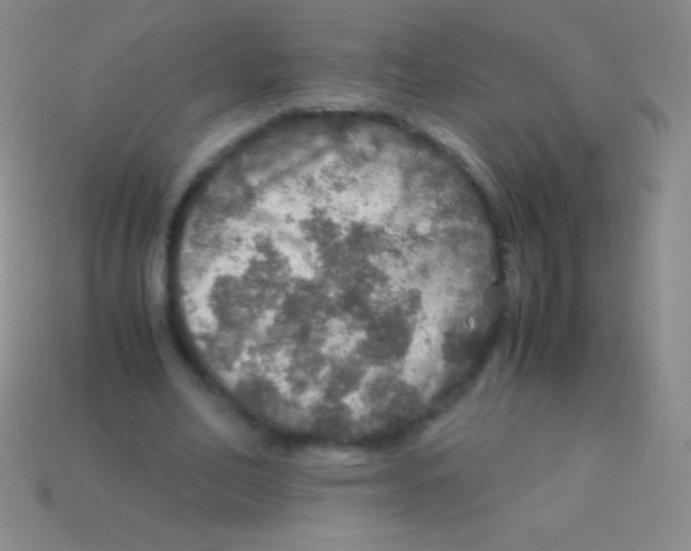 X0000113600582200910161907