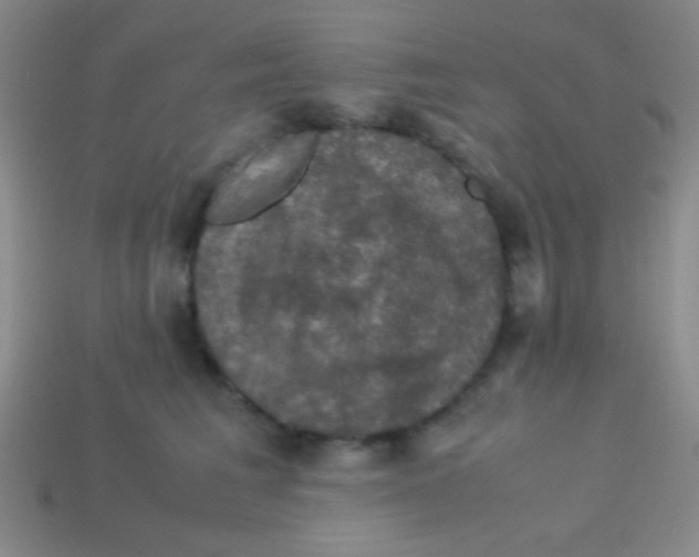 X0000113600613200910161907