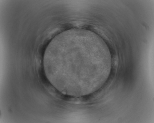 X0000113600615200910161907