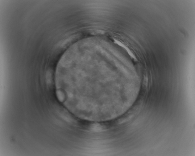 X0000113600616200910161907