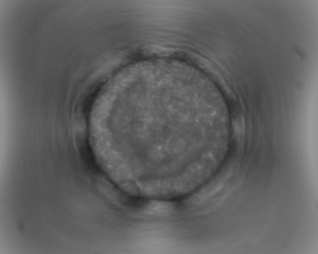 X0000113600617200910161907