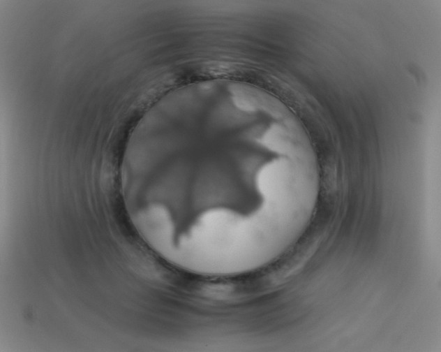 X0000113600653200910161906