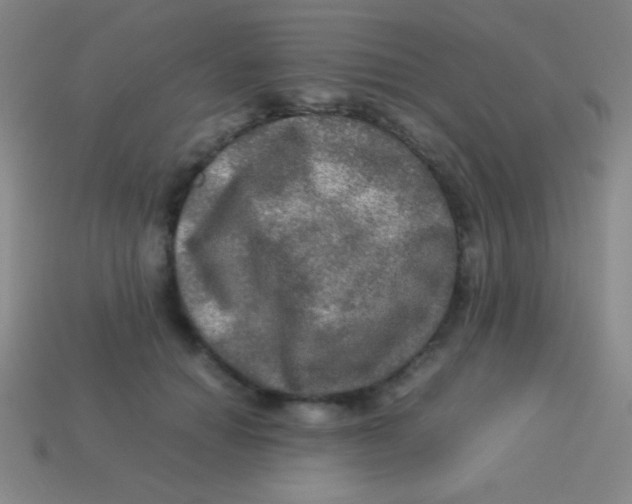 X0000113600654200910161906