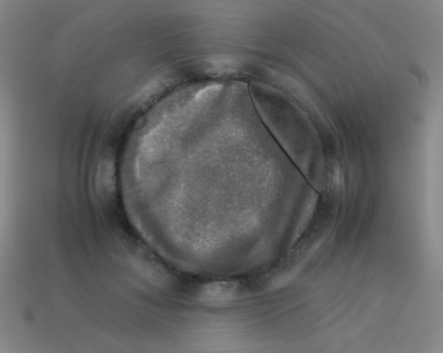 X0000113600700200910161906