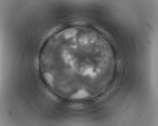 X0000113600729200910161905