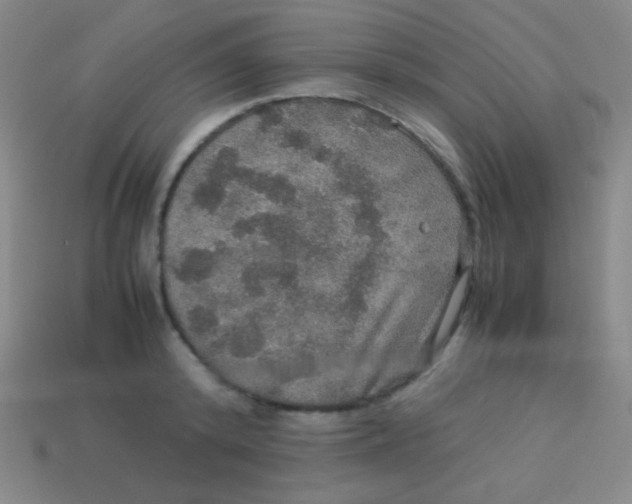 X0000113600800200910161904