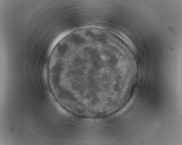 X0000113600812200910161904