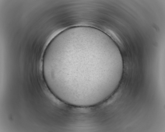 X0000113600900200910161902