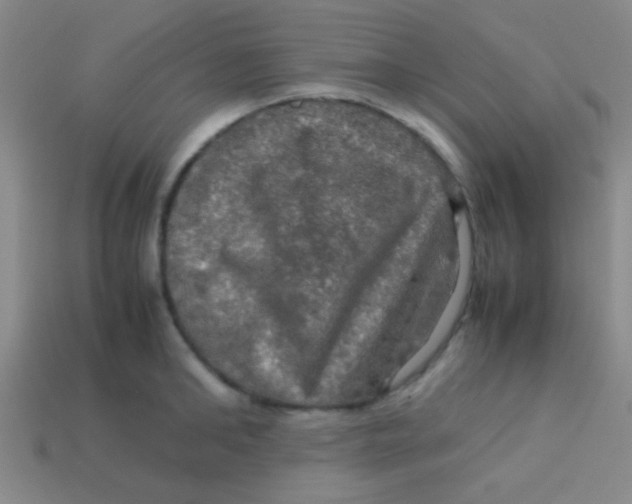 X0000113600902200910161902