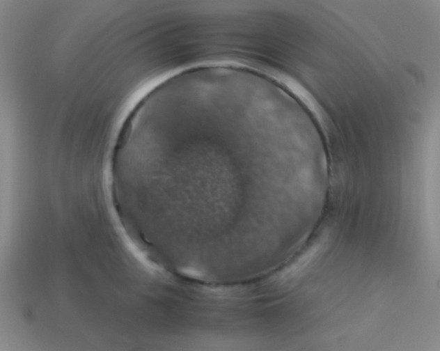 X0000113600951200910161902