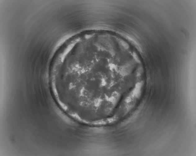 X0000113600990200910161901