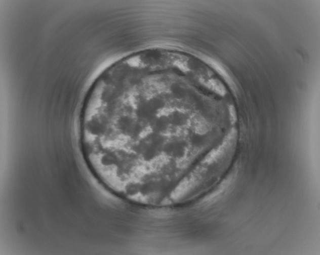 X0000113600999200910161901