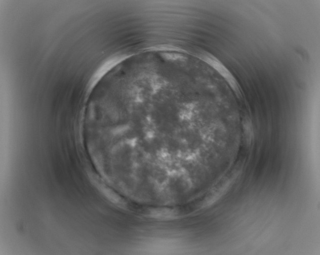 X0000113601002200910161901