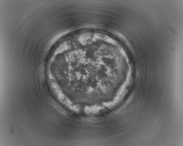 X0000113601019200910161900