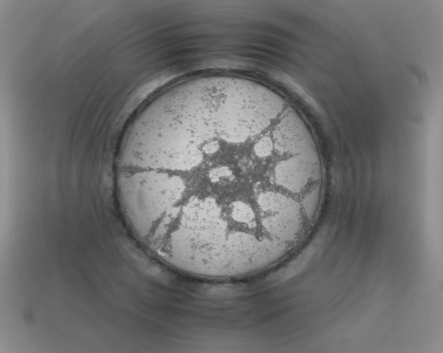 X0000113601025200910161900