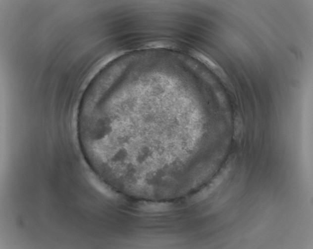 X0000113601039200910161900