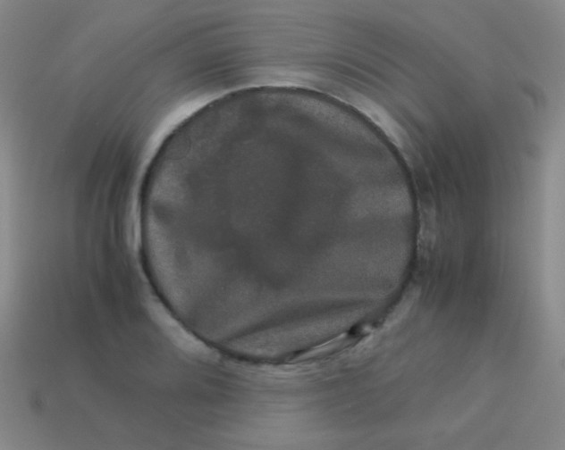 X0000113601080200910161900