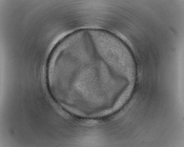 X0000113601085200910161900