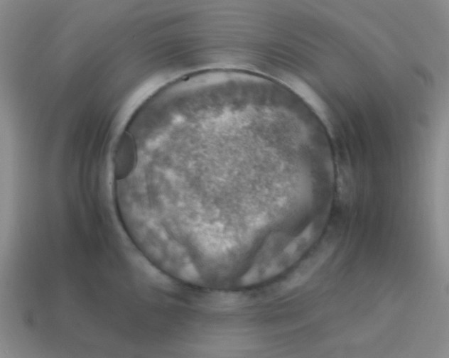 X0000113601096200910161859