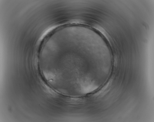 X0000113601115200910161859