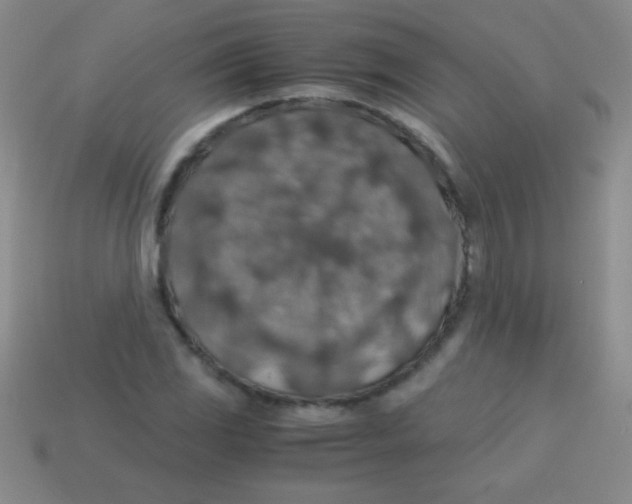 X0000113601117200910161859