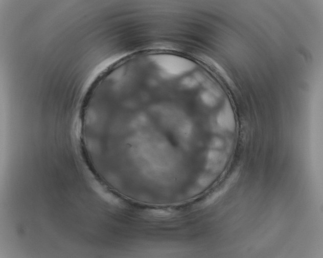 X0000113601125200910161859