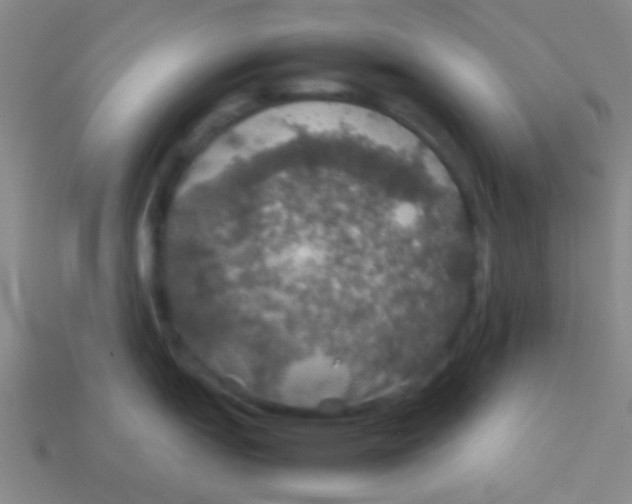 X0000113601151200910161859