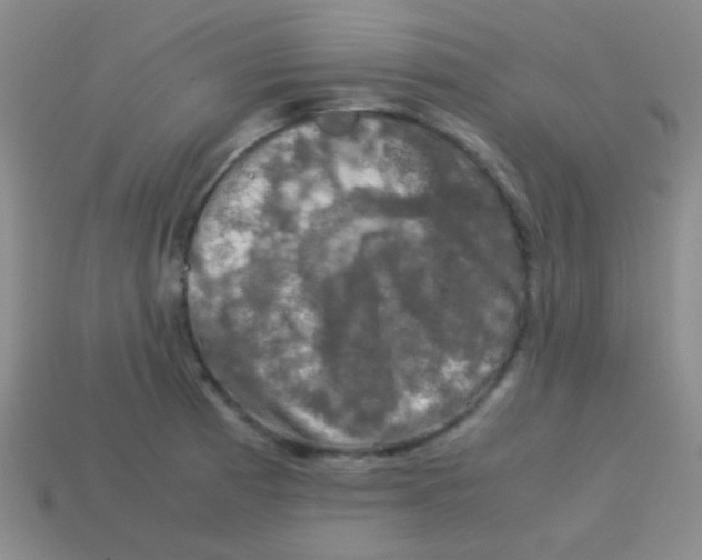 X0000113601185200910161858