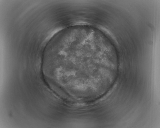 X0000113601313200910161856