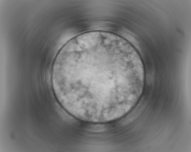 X0000113601338200910161857