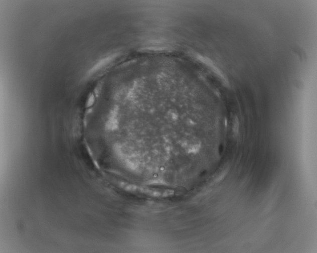 X0000113601350200910161856