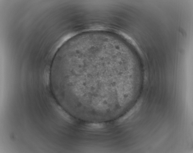 X0000113601409200910161855