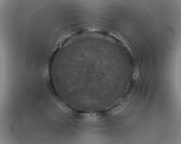 X0000113610524200909181421